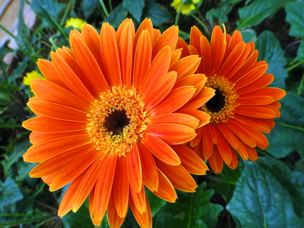 非洲菊烂根.红蜘蛛等病虫害，能治，但最好从预防抓起