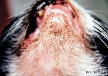 猫咪下巴长了黑头？千万别去抠，那是猫咪患上了毛囊炎的症状