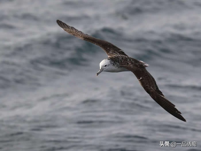 鸟类名字生僻字,带有鸟字的生僻字