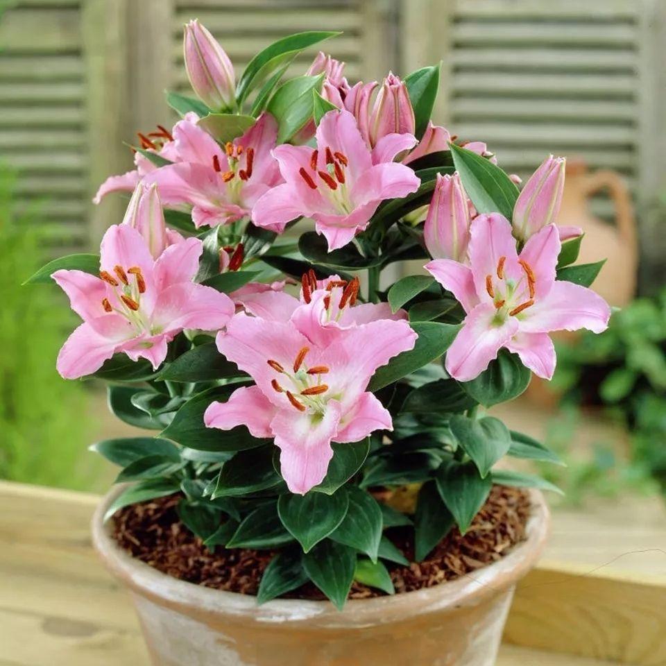 百合花怎样养才能开花更久,养了一个月的百合不开花