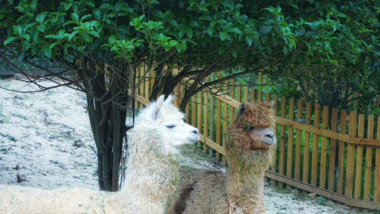 茅山宝盛园周边游玩,茅山宝盛园所有游乐设施