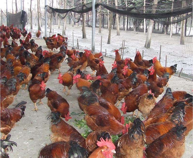 鸡苗育雏脱温过程,脱温鸡苗散养正确养殖方法