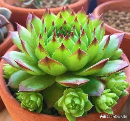 观音莲长侧芽怎么养殖,观音莲怎么养叶层才能变多