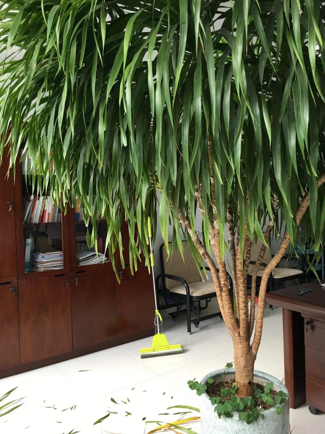 90岁的阿婆，养了株20年的龟背竹，冲上三层楼！霸气镇宅！