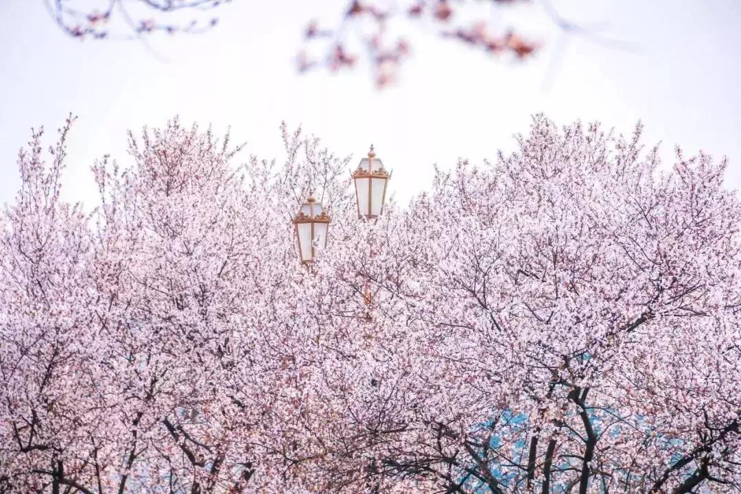 一头扎进春天里云南,美如仙境的西南民大