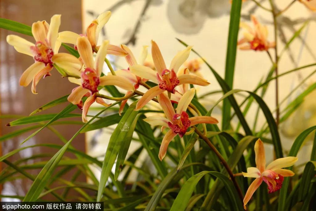 在这个距离*安门天**最近的公园，邂逅世界四大兰花展之一！过年看花就来这！