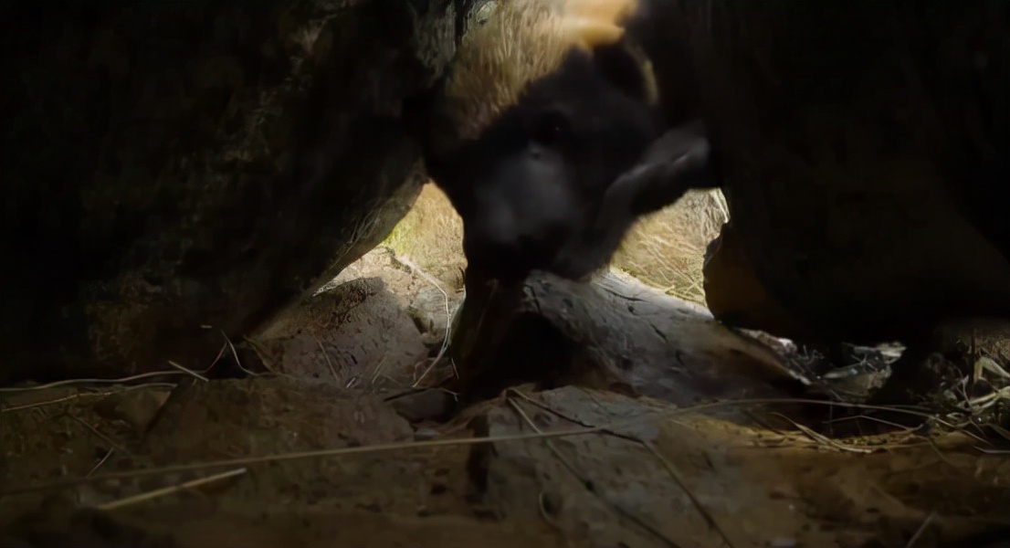 蜜獾两小时后继续享用毒蛇,蜜獾凶猛攻击人类