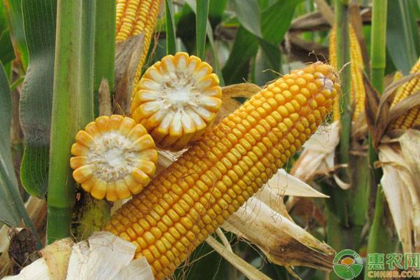 玉米种子十大品种价格,山东高产玉米排名第一的玉米品种