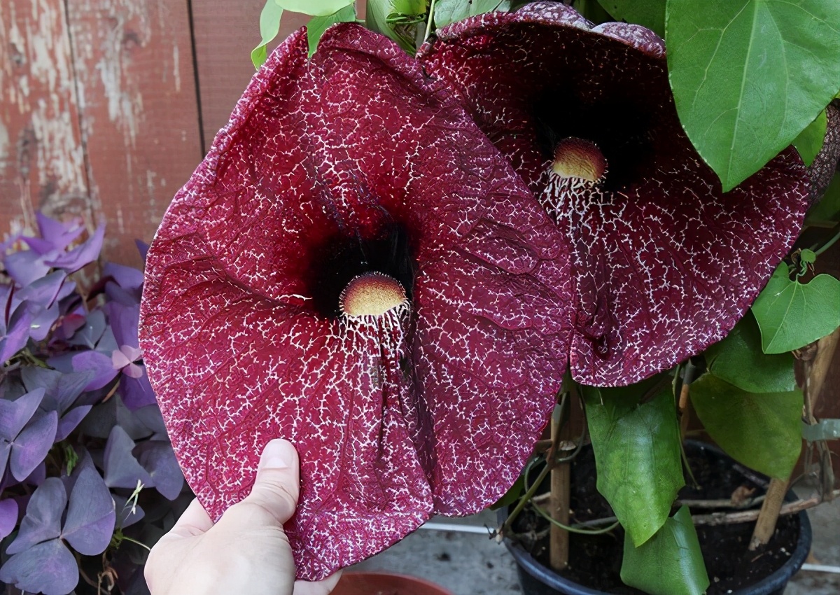 10种漂亮的有毒花,5种很少见的花