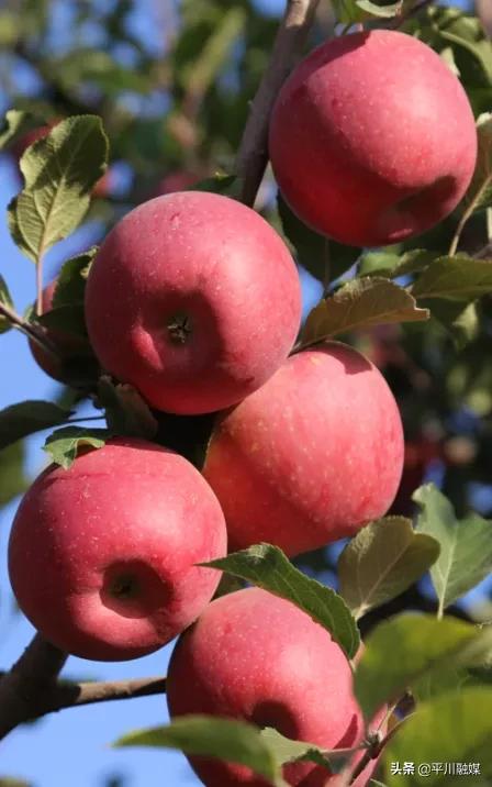 又香又脆又甜的苹果,好吃的苹果又脆又甜青苹果