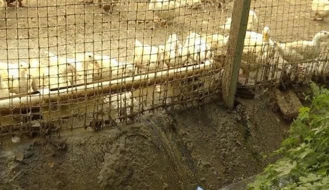 养鸭存在的问题及对策,养鸭什么前景最好