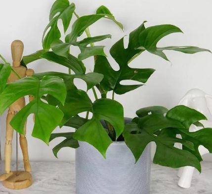 净化空气吸甲醛最好的植物排名,比较推荐的吸甲醛的植物