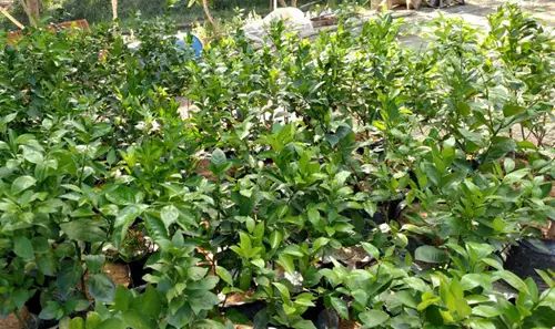 有机菌肥哪个品牌最好,有机菌肥多少钱一袋