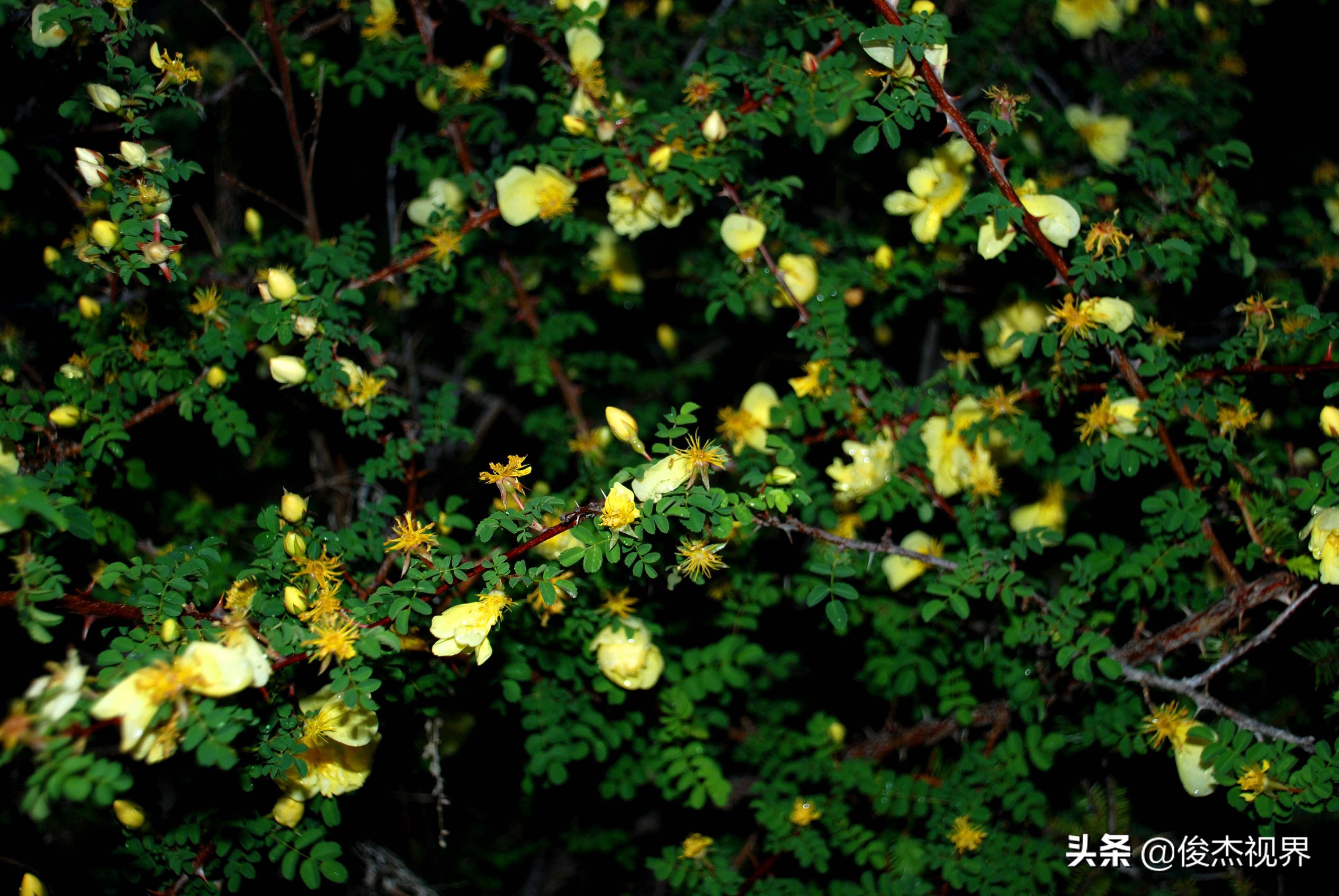 夜游遇见黄玫瑰（原创）