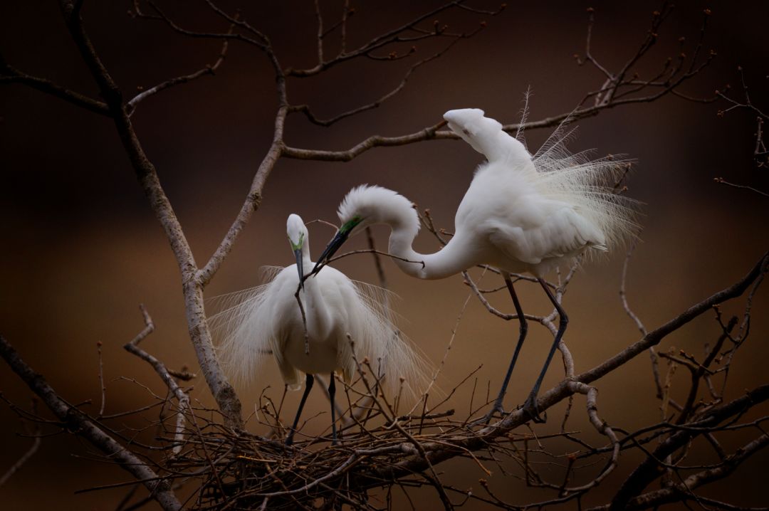 香港第14届全国摄影艺术展,第29届全国摄影艺术展览获奖名单