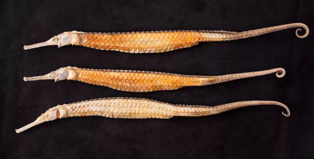 没错，你听过的“七里香”竟然还能吃