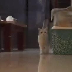 猫咪的魔性走姿,猫咪的十种沙雕动作