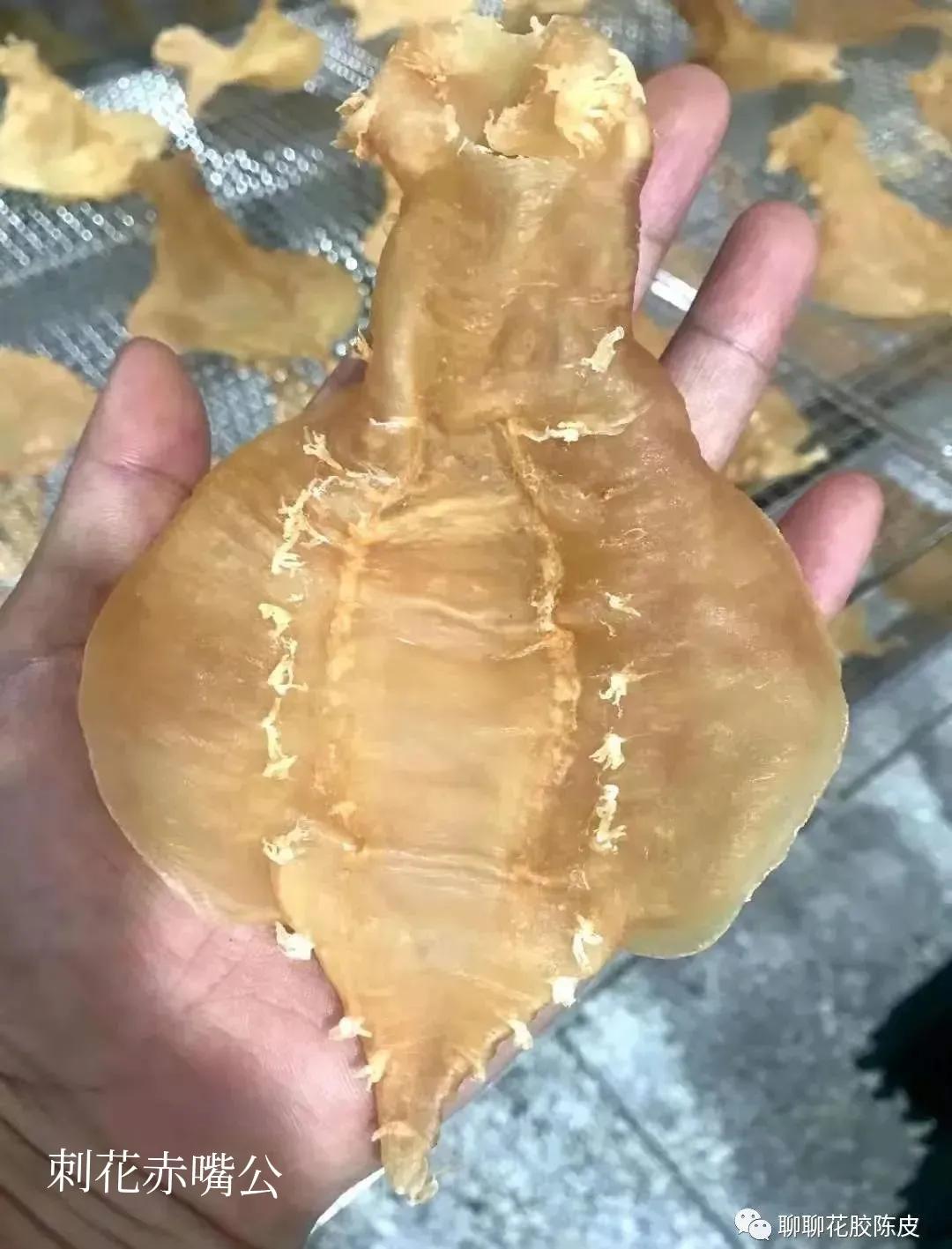 花胶鱼胶做法教程窍门视频下载,花胶鱼胶是怎么制作出来的