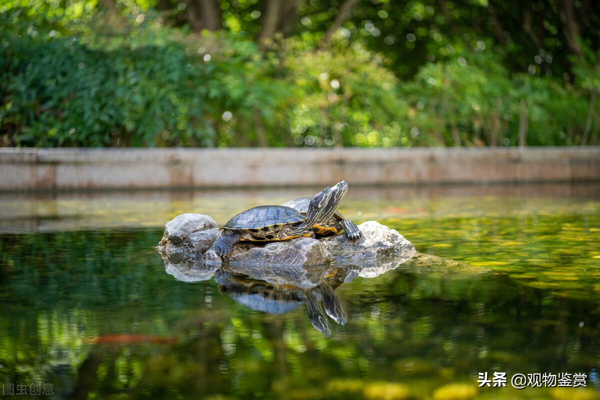 养龟乌龟是怎么处理干净的呢,乌龟养什么好养活