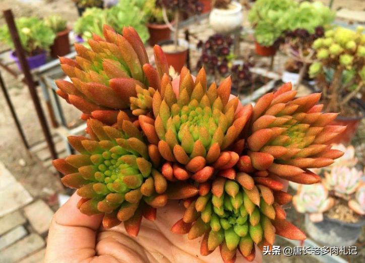 耐高温好养的多肉品种,耐零下5度的多肉有哪些