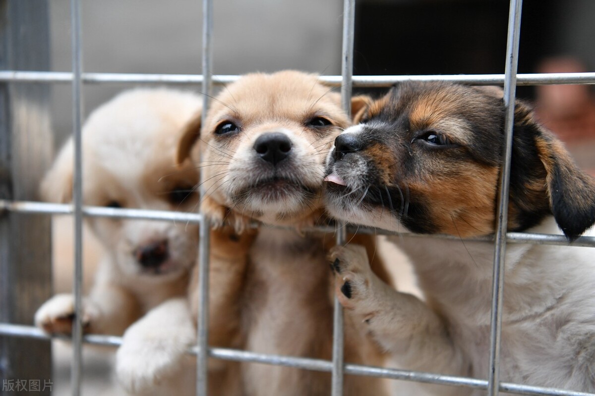 犬瘟热病毒的症状,犬瘟热易感犬与病犬