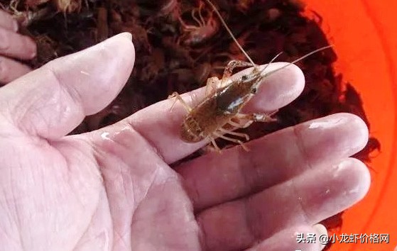 六安市养殖龙虾的真实利润,100块钱六斤龙虾利润多少