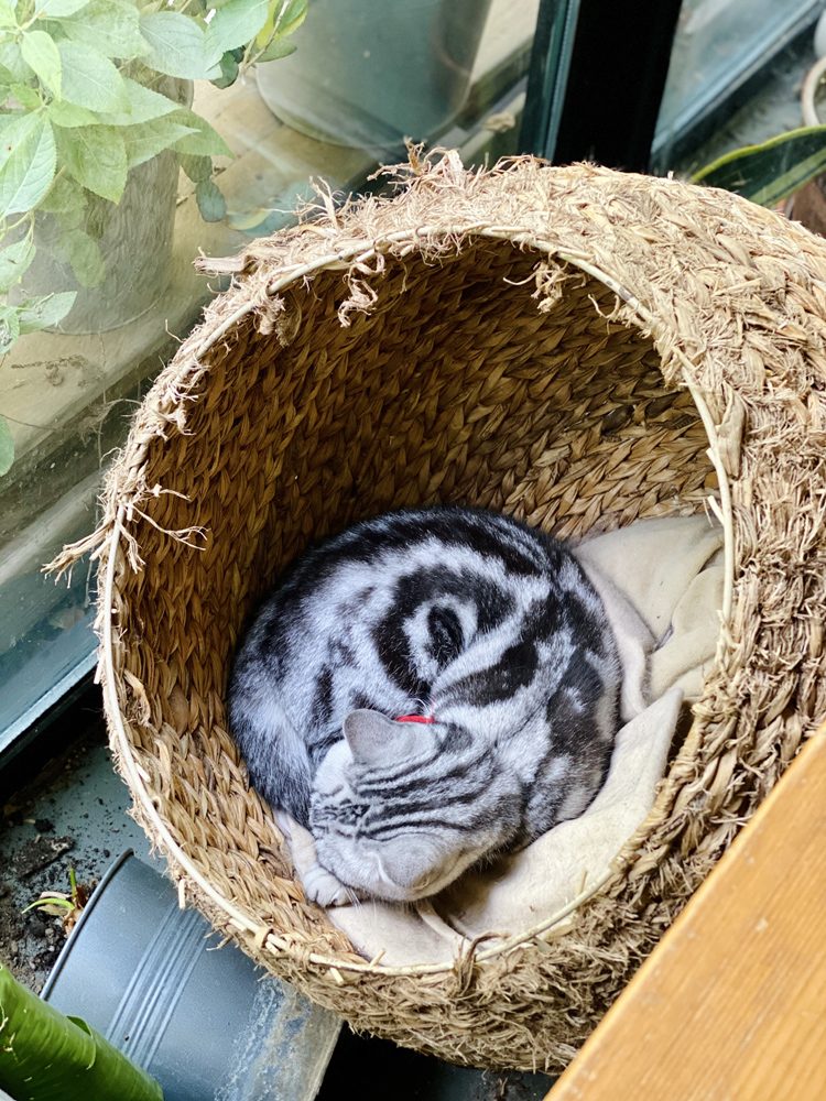 撸动物的网红店顺德,撸小动物的网红店北京世纪金源