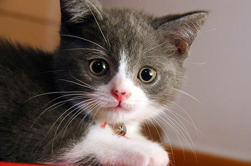 你揪过你家猫咪的胡须吗？猫咪胡须的秘密你当真都了解吗？