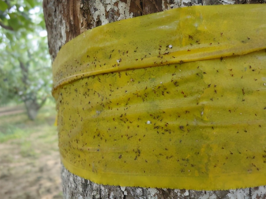 套袋梨病害,套袋苹果虫害