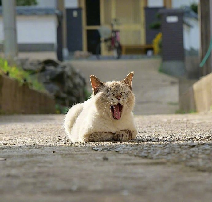 哪个才是猫咪的正确叫声,科普猫咪的不同叫声