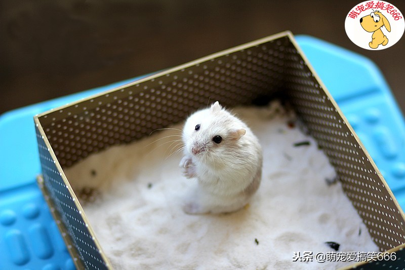 仓鼠哪些原因会导致死亡,养仓鼠时要注意什么问题