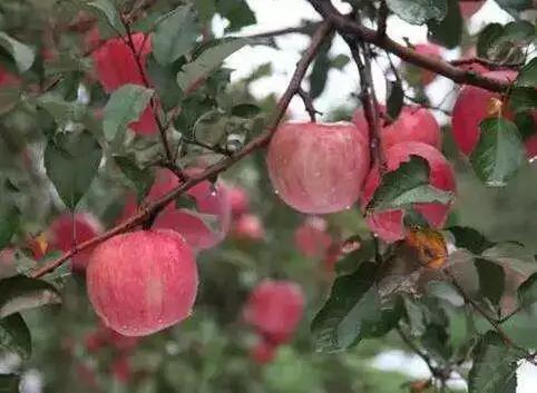苹果树病虫害防治视频,苹果树病虫害防治药