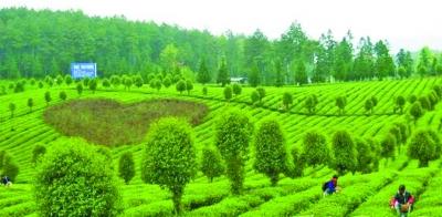 贵州遵义的a级景区有哪些,贵州遵义5a级旅游景点