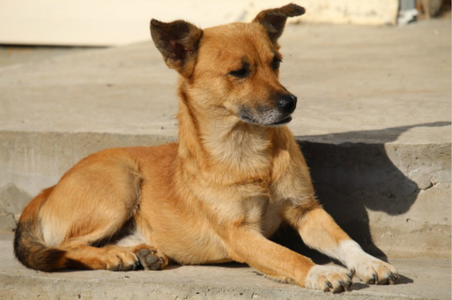 狗狗口吐鲜血,到医院检查才知道是这种病,医生说没救了,可主人