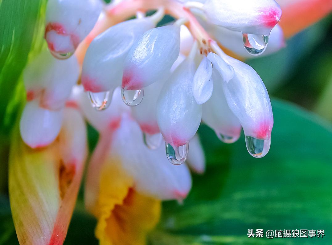 佳能18-55mm镜头，能拍出浅景深的花卉照片吗？如何拍摄？