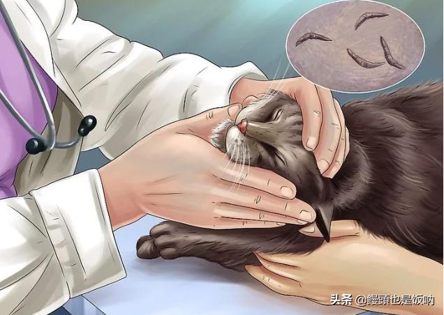 猫黑下巴治疗方法视频,猫黑下巴怎么治疗用什么药