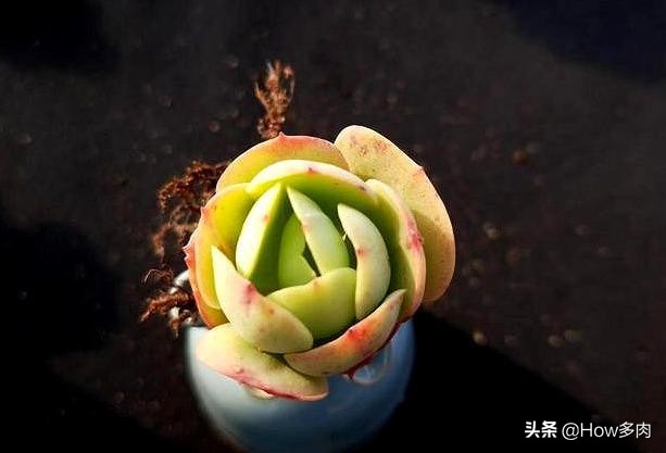 碧桃多肉老桩状态,碧桃多肉老桩怎么养出状态