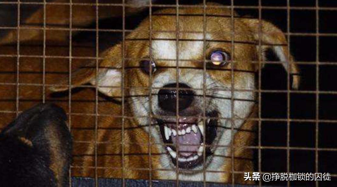 辟谣狂犬病潜伏期,狂犬病毒潜伏期辟谣