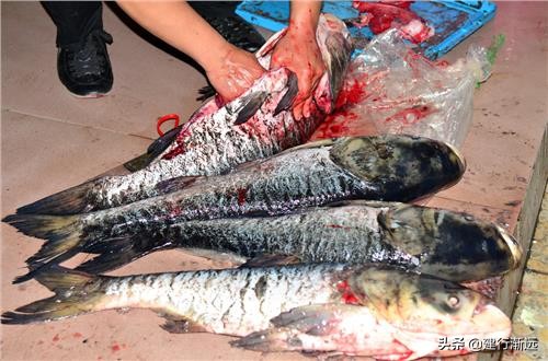 卖鱼是认真的吗,卖鱼的会帮忙处理鲤鱼吗
