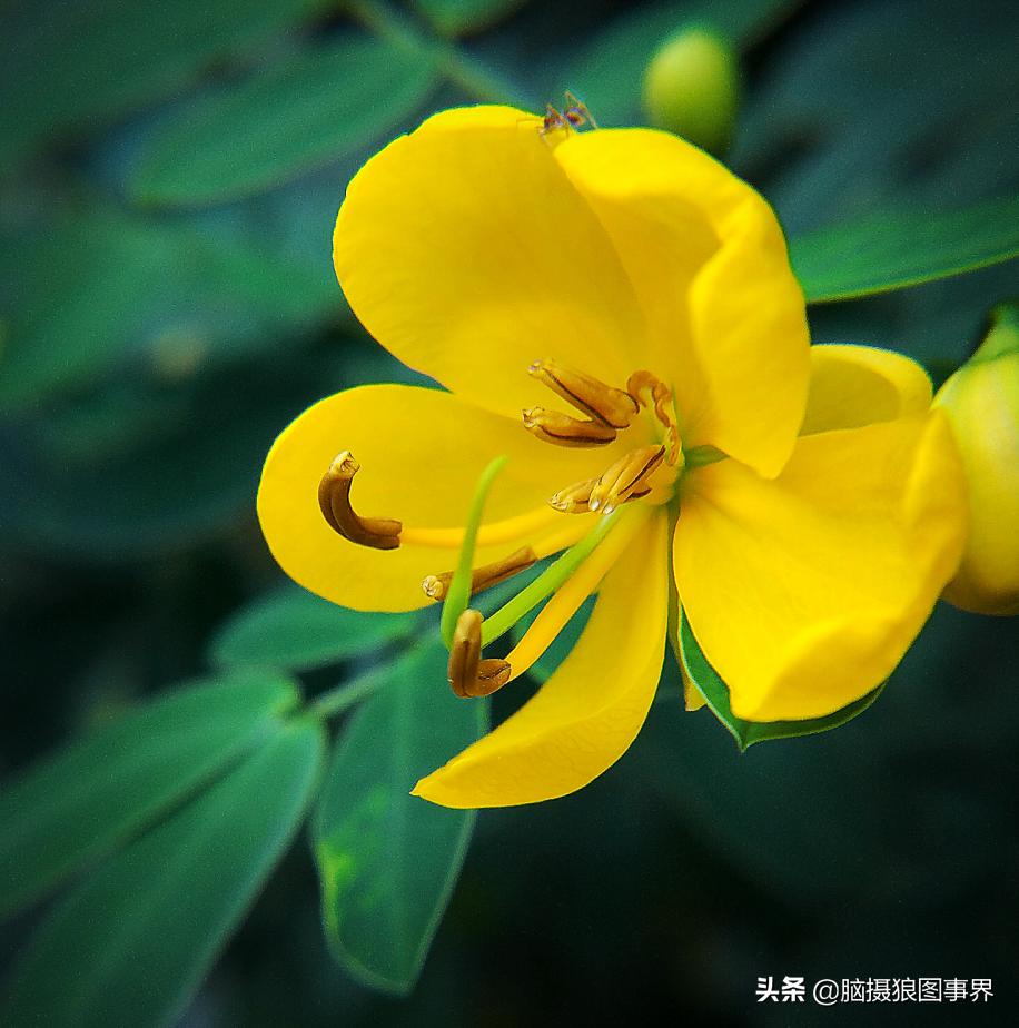 华为手机拍照微距怎么设置,手机微距拍摄技巧大全