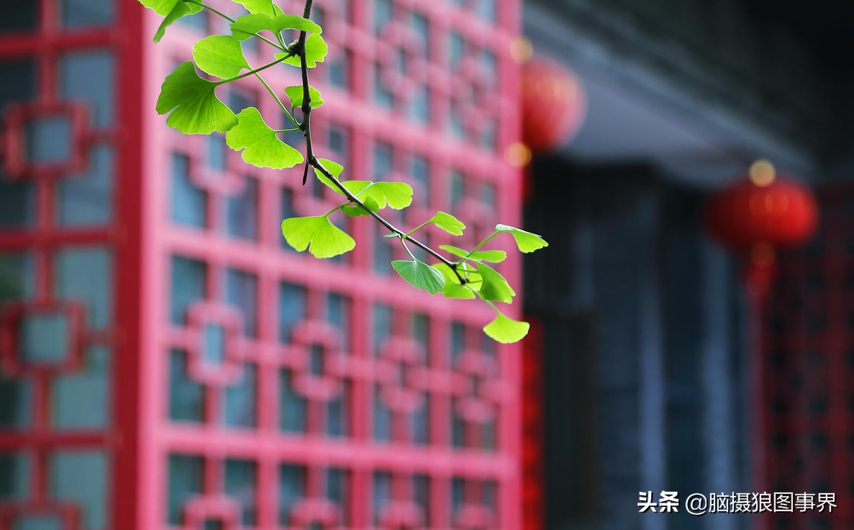 春天拍摄的绿叶怎么拍,春天的花朵怎么拍摄照片