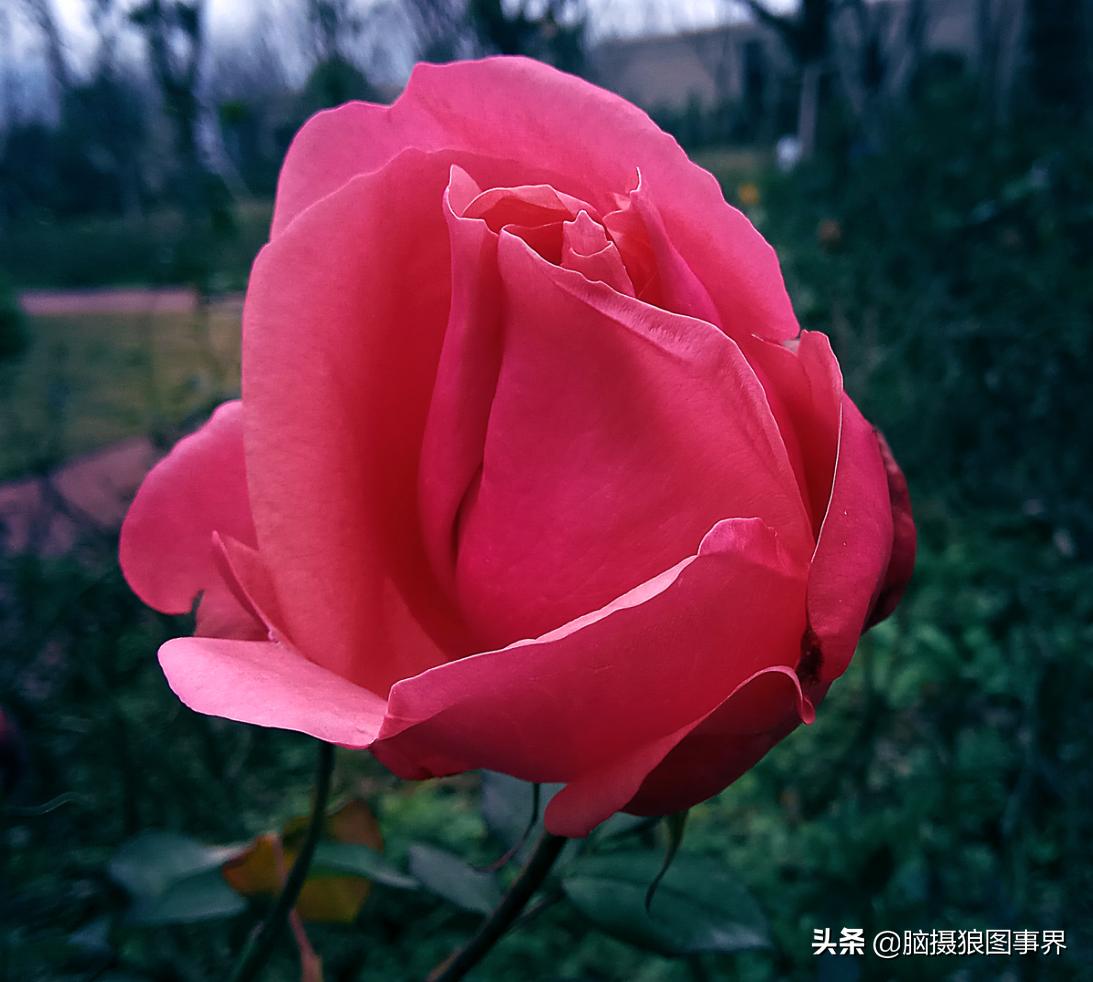 华为手机拍照微距怎么设置,手机微距拍摄技巧大全