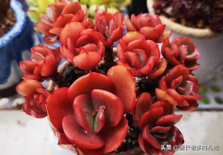 多肉修根后喷多菌灵还是泡多菌灵,多肉正常养护需要喷洒多菌灵么