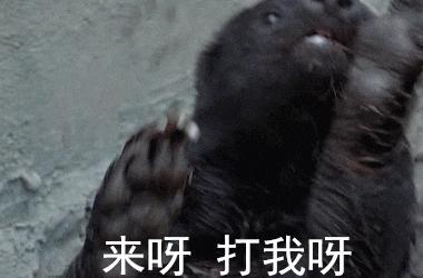 蜜獾不怕毒蛇吗,蜜獾无所畏惧