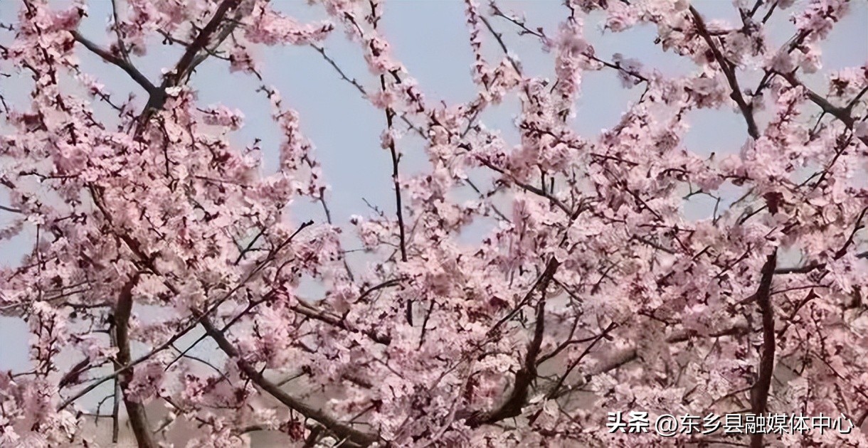 唐汪杏花节开幕,相约唐汪杏花节