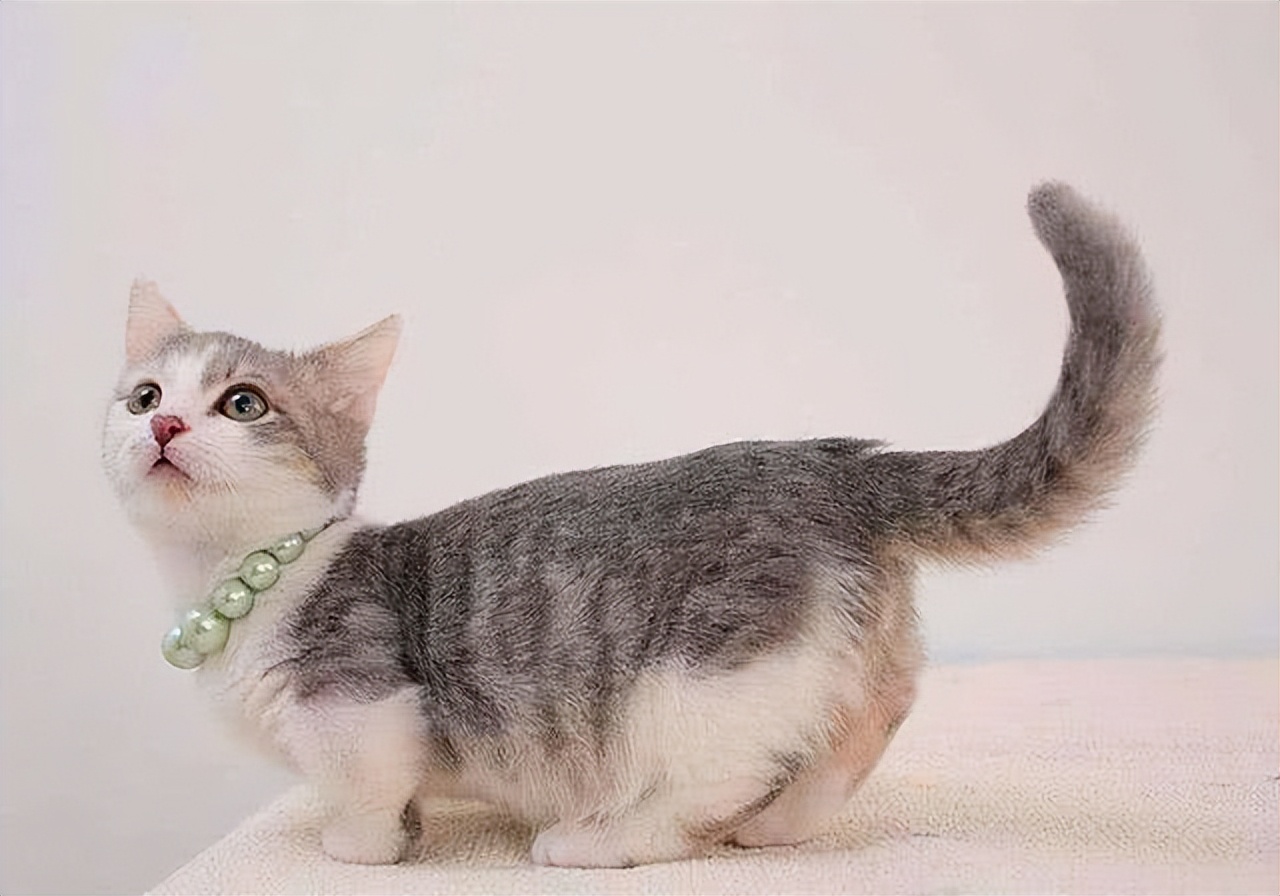 猫尾巴最后一节骨头弯的能摆正嘛,猫咪靠近尾巴根骨头凸起怎么回事