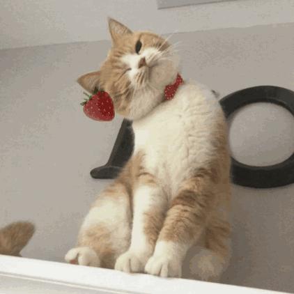 猫咪4月份掉毛严重怎么办,哺乳期猫咪毛发粗糙