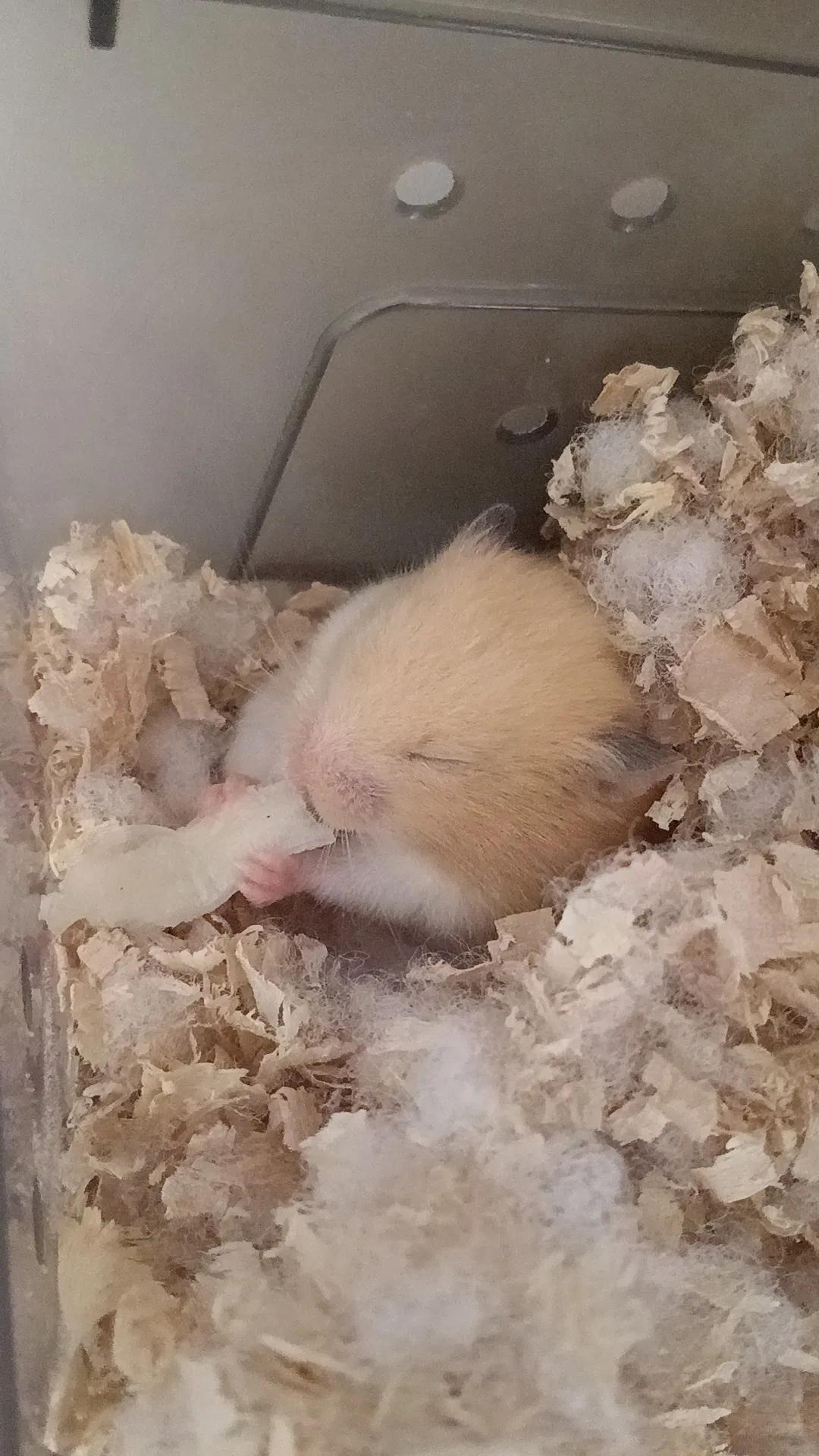 萌宠大百科仓鼠,萌宠图鉴仓鼠