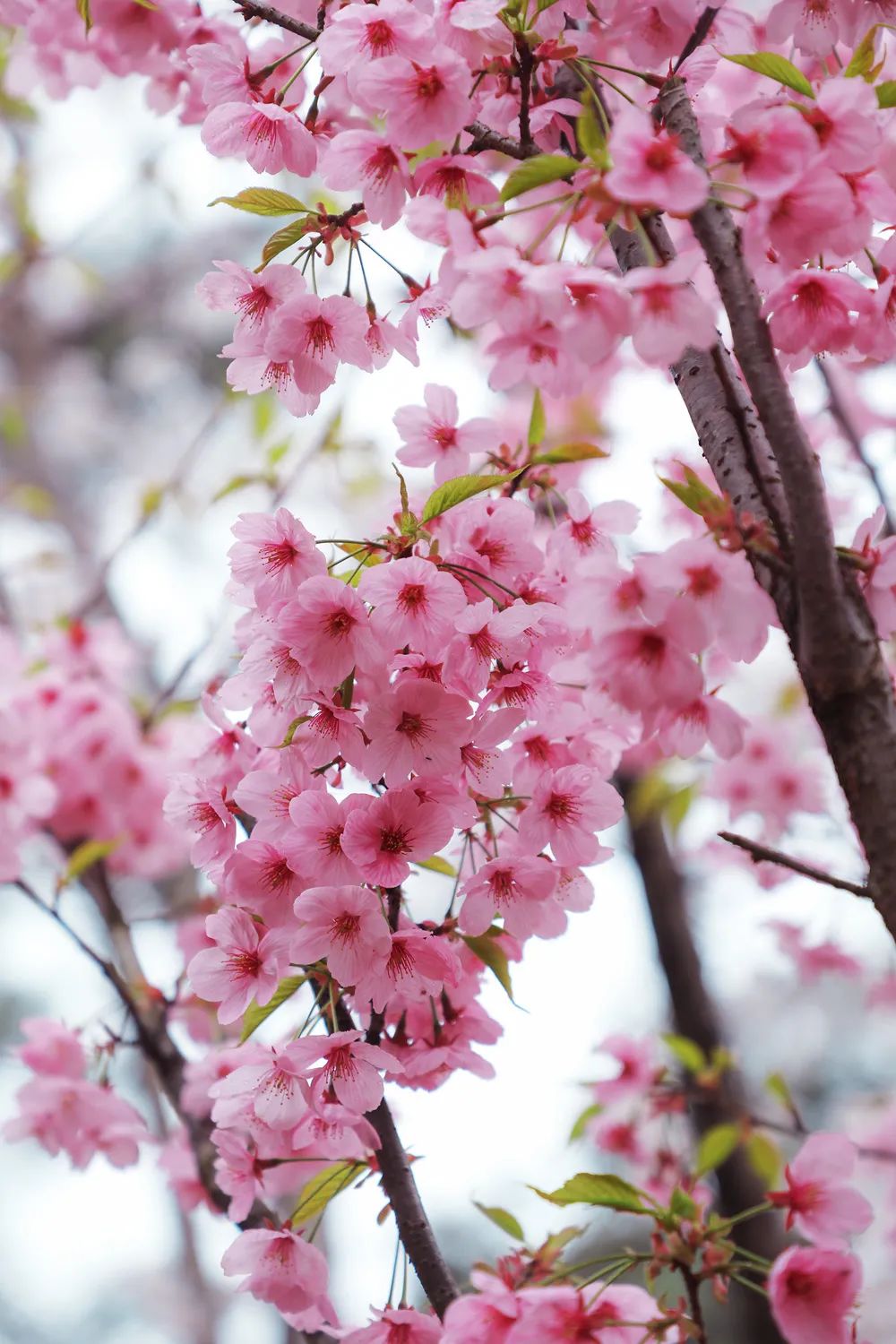 初春河津樱花图片大全,河津樱花品种大全