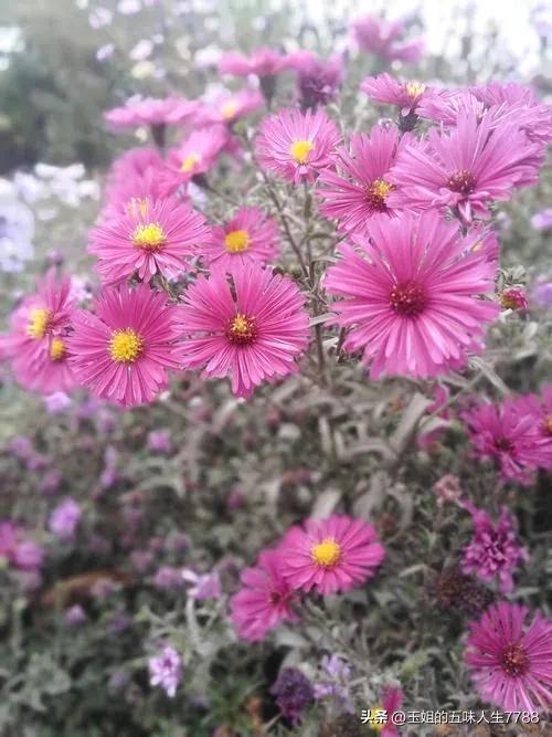 睡觉前躺着玩手机危害有多大,孕妈玩手机对孩子的危害